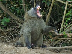 Papio anubis