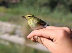 Phylloscopus sibilatrix