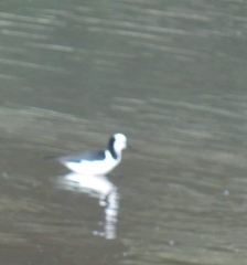 Himantopus leucocephalus