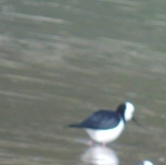 Himantopus leucocephalus