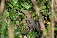 Intellagama lesueurii