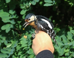 Dendrocopos major