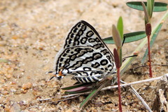 Aphnaeus lilacinus