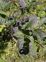 Atropa belladonna