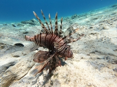 Pterois miles