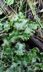 Marchantia