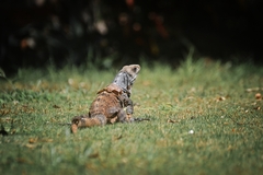 Ctenosaura similis