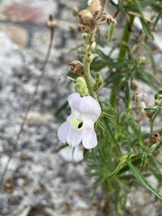 Antirrhinum