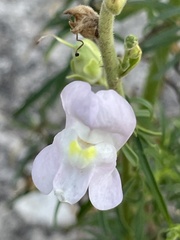 Antirrhinum