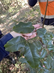 Mischocarpus anodontus