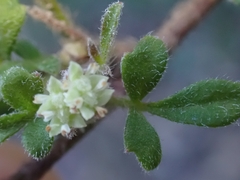 Xanthosia pilosa