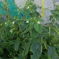 Impatiens parviflora