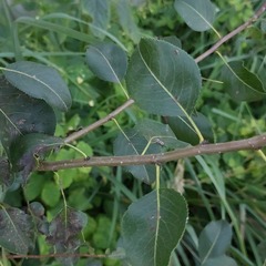 Pyrus communis