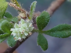 Xanthosia pilosa