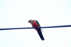 Alisterus scapularis