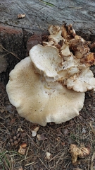 Climacocystis borealis