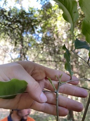 Mischocarpus anodontus