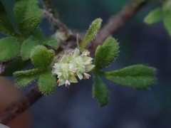 Xanthosia pilosa