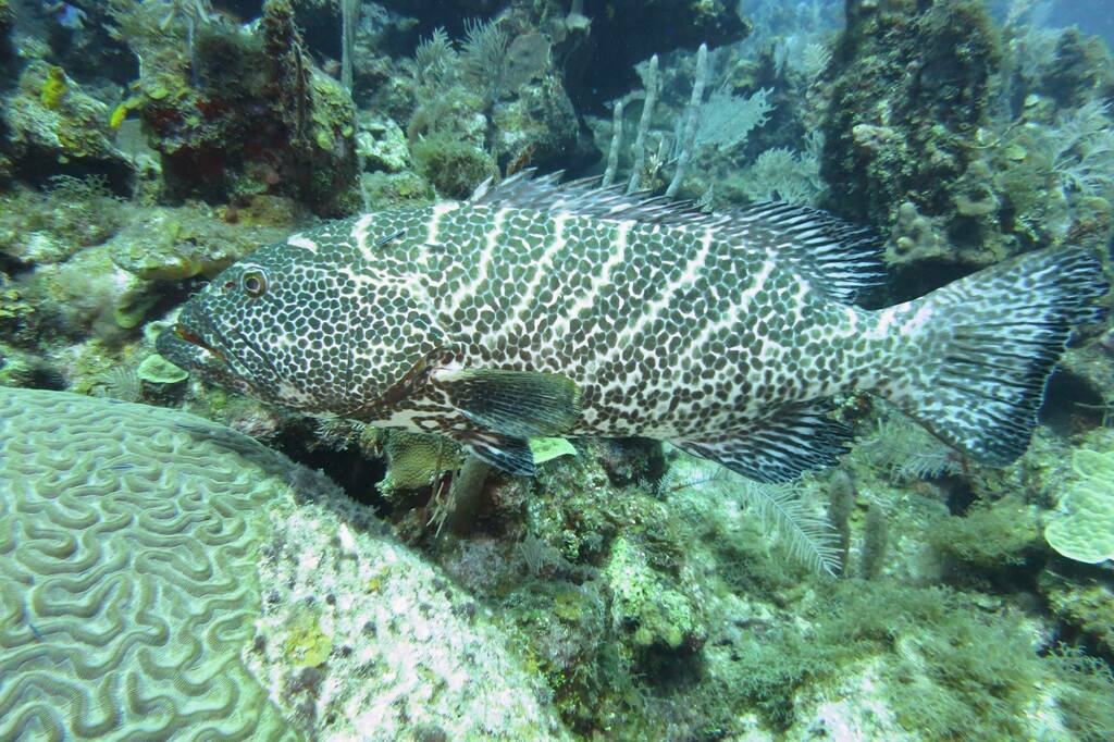 Tiger Grouper