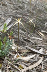 Caladenia capillata