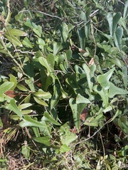 Smilax aspera