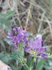 Medicago sativa