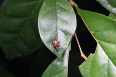 Cerogria klapperichi