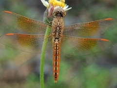 Brachythemis contaminata