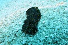 Pseudobiceros pardalis