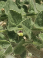 Kickxia elatine