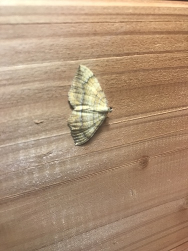 Camptogramma bilineata