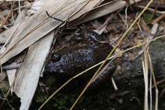 Limnonectes fujianensis