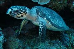 Eretmochelys imbricata