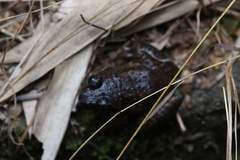 Limnonectes fujianensis