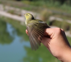 Phylloscopus sibilatrix