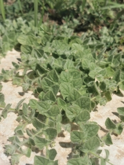 Kickxia elatine