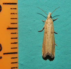 Bactra