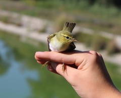 Phylloscopus sibilatrix