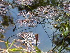 Ranunculus inundatus