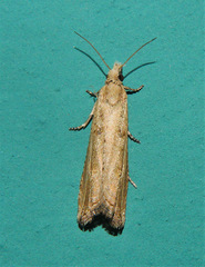 Bactra