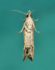Bactra