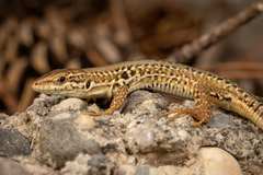 Podarcis siculus campestris
