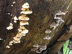 Trametes versicolor