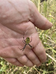 Argiope bruennichi