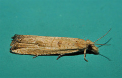 Bactra