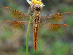 Brachythemis contaminata