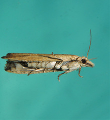 Bactra