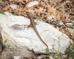 Algyroides nigropunctatus