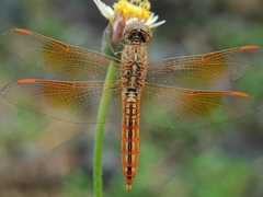 Brachythemis contaminata