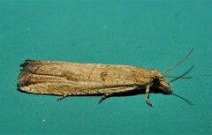 Bactra